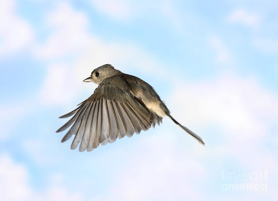 Titmouse Photograph - Tufted Titmouse In Flight #14 by Ted Kinsman