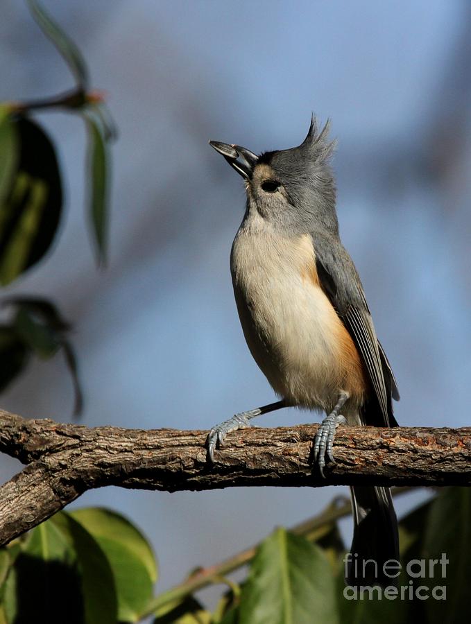 Tufted Titmouse #14 Photograph by Jack R Brock