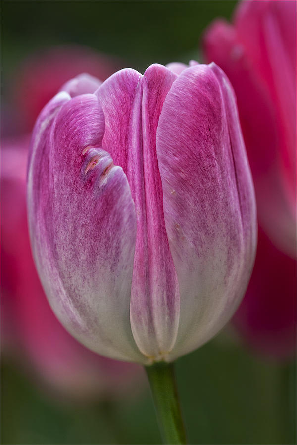 Tulip #14 Photograph by Robert Ullmann