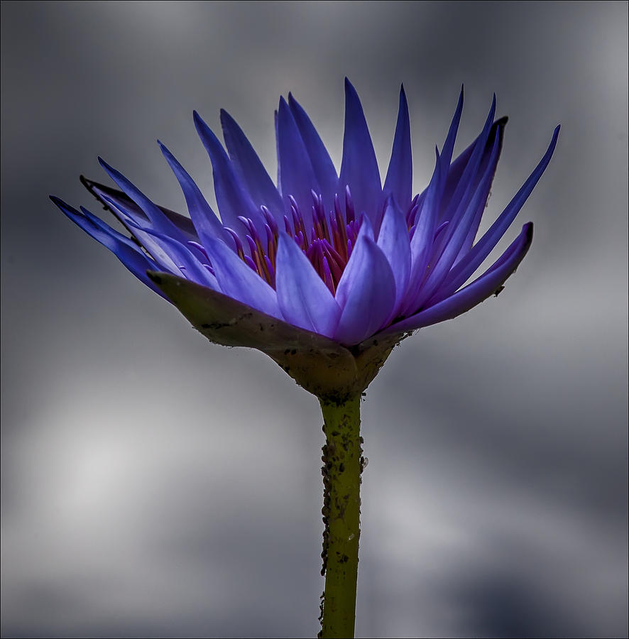 Water Lily #14 Photograph by Robert Ullmann