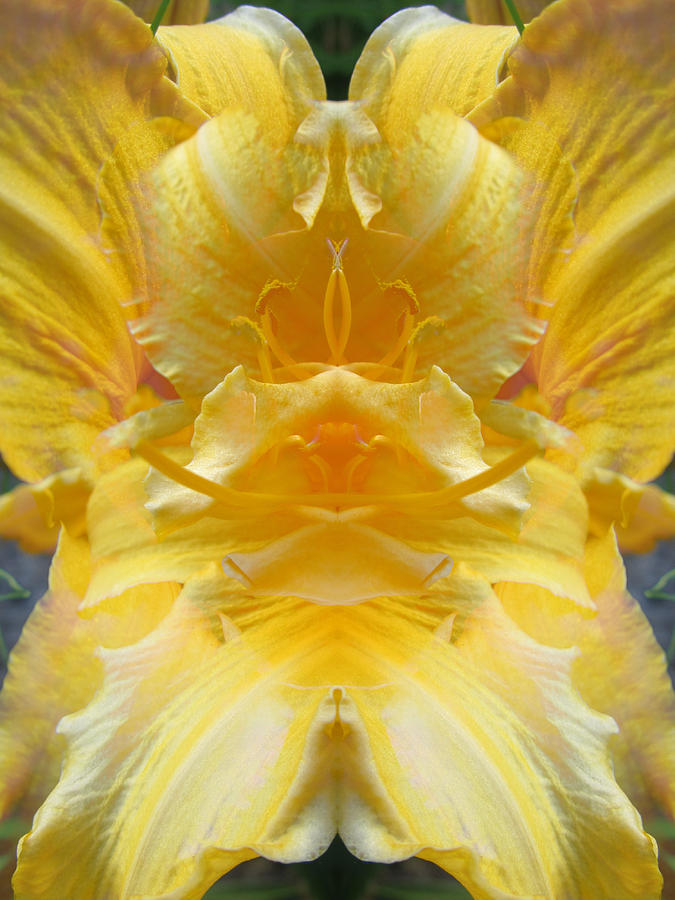 Yellow Lily #24 Digital Art by Michele Caporaso
