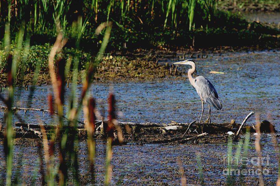 Great Blue Heron #148 Photograph by Jack R Brock