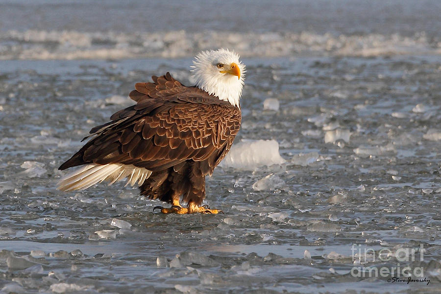 Bald Eagle #15 Photograph by Steve Javorsky
