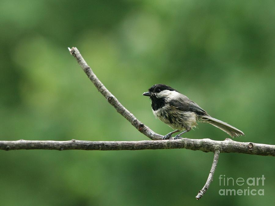 Black-capped Chickadee #15 Photograph by Jack R Brock