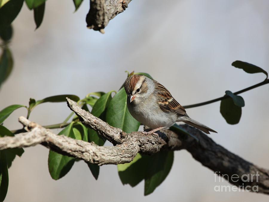 Chipping Sparrow #15 Photograph by Jack R Brock