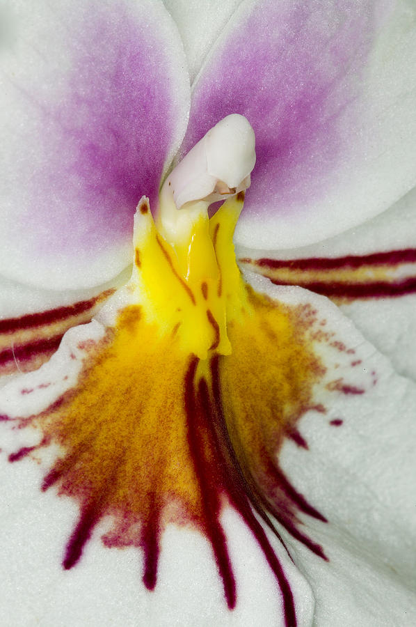 Orchid Photograph - Exotic Orchid Flowers of C Ribet #15 by C Ribet