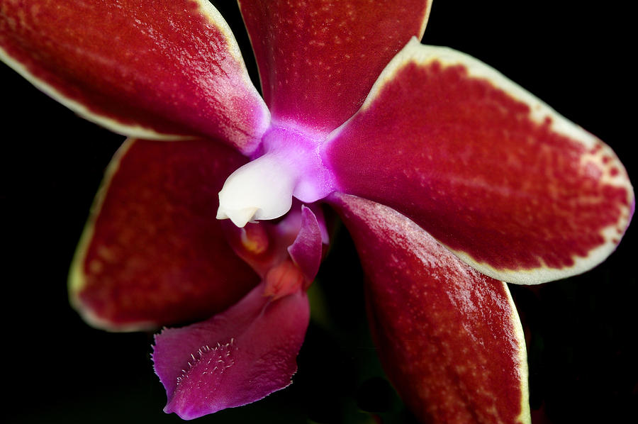 Orchid Photograph - Exotic Orchids of C Ribet #15 by C Ribet