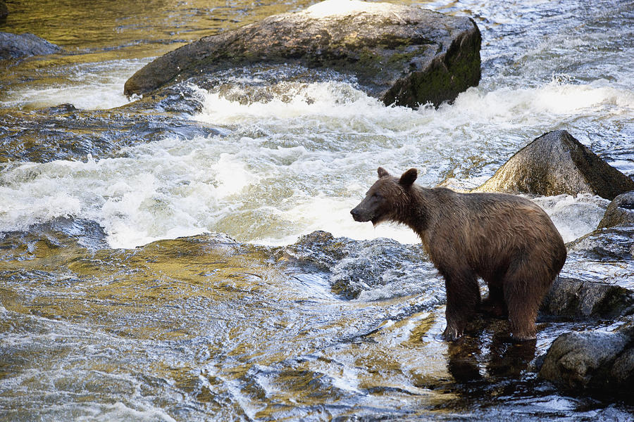 Grizzly Bear Ursus Arctos Horribilis #15 Photograph by Matthias Breiter