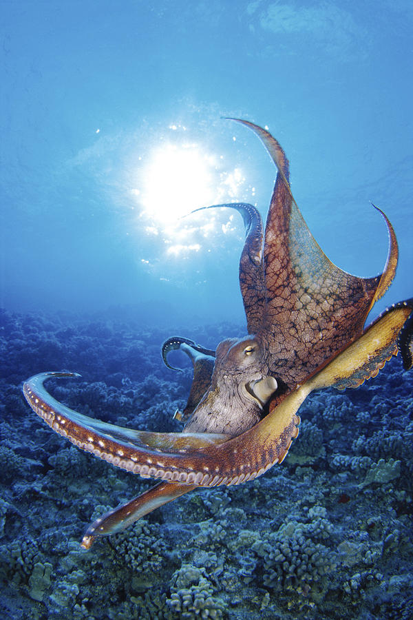 Hawaii, Day Octopus #15 Photograph by Dave Fleetham - Printscapes