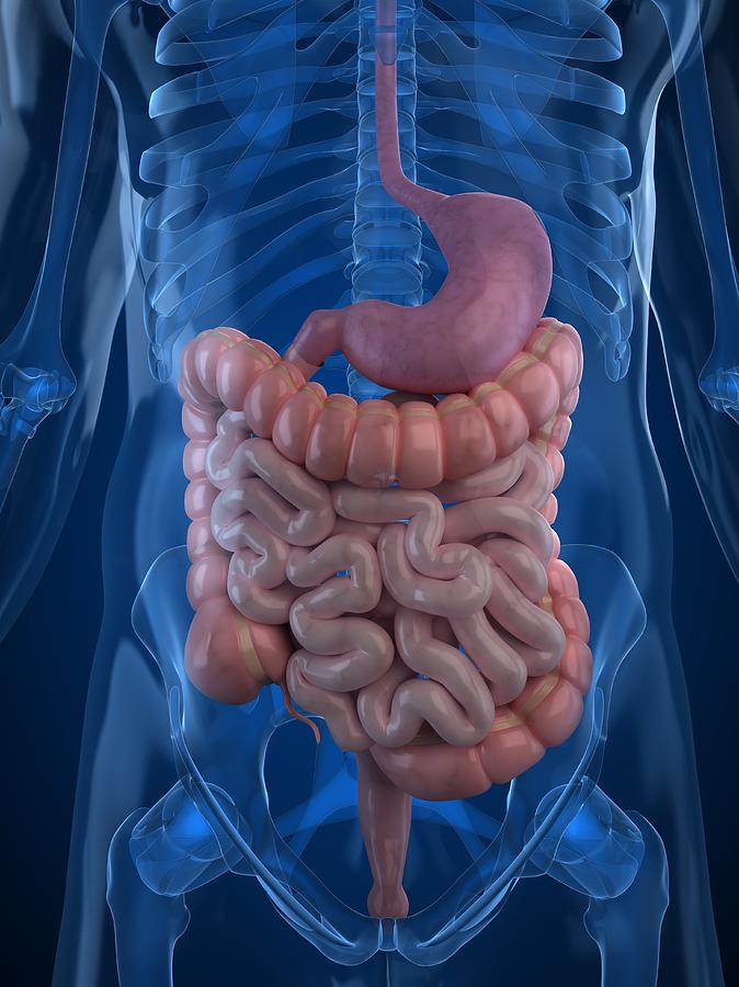Healthy Digestive System, Artwork #15 Digital Art by Sciepro