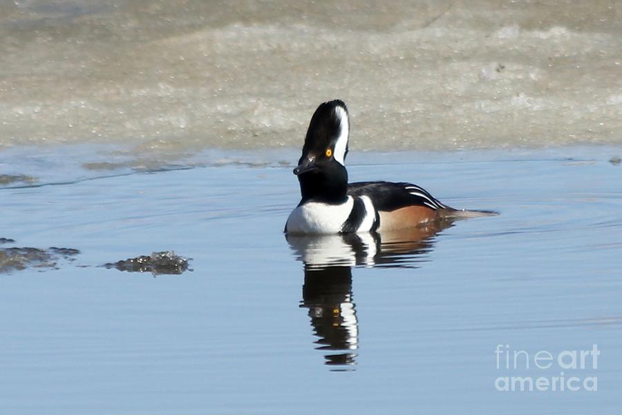 Duck Photograph - Hooded merganser #15 by Lori Tordsen