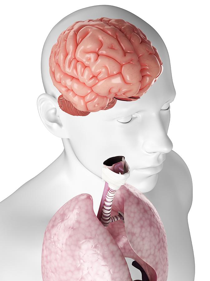 Human Brain, Artwork #15 Digital Art by Sciepro