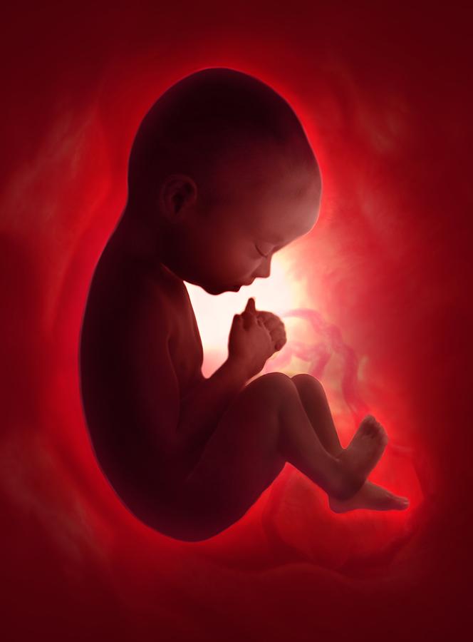 Human Foetus In The Womb, Artwork #15 Photograph by Jellyfish Pictures