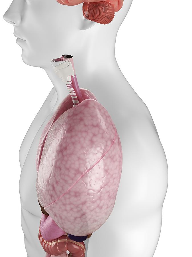 Human Lungs, Artwork #15 Digital Art by Sciepro