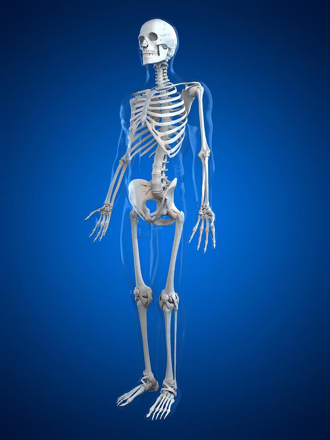 Human Skeleton, Artwork #15 Digital Art by Sciepro