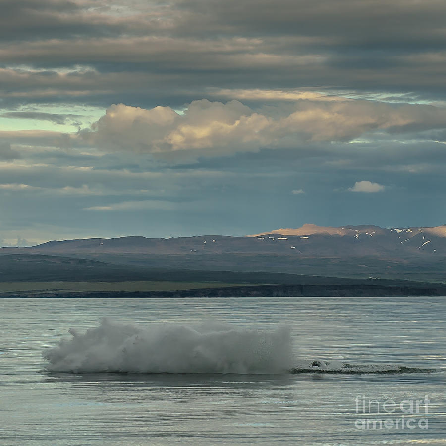 Humpback Whale #15 Photograph by Jorgen Norgaard