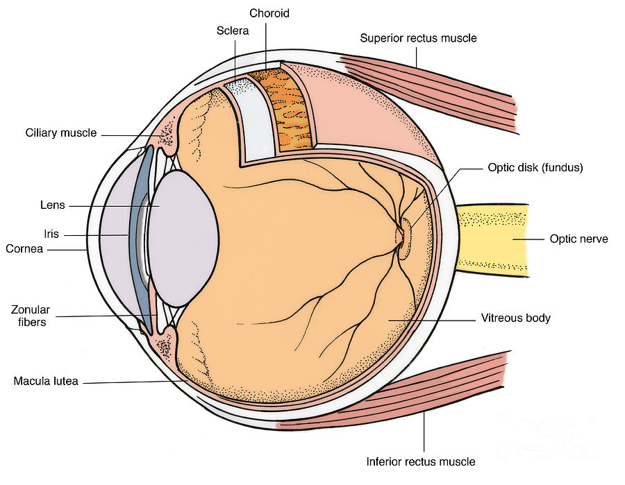 Eye Anatomy  ditki medical and biological sciences