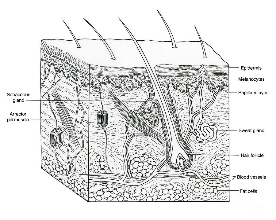 Illustration Of Skin Section Photograph by Science Source | Fine Art ...