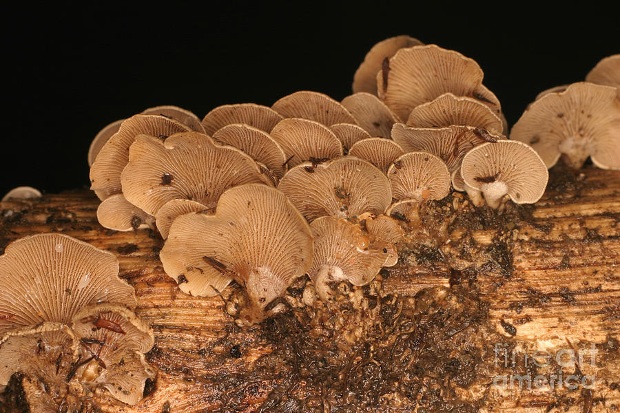 Mushroom  - Luminescent Mushroom Panellus Stipticus #15 by Ted Kinsman