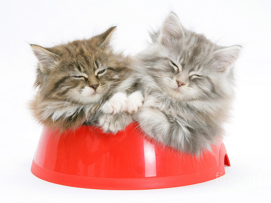 Maine Coon Kittens #21 Photograph by Mark Taylor