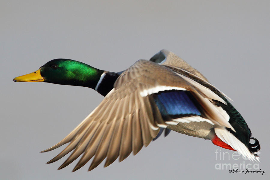 Male Mallard Duck in Flight #15 Photograph by Steve Javorsky