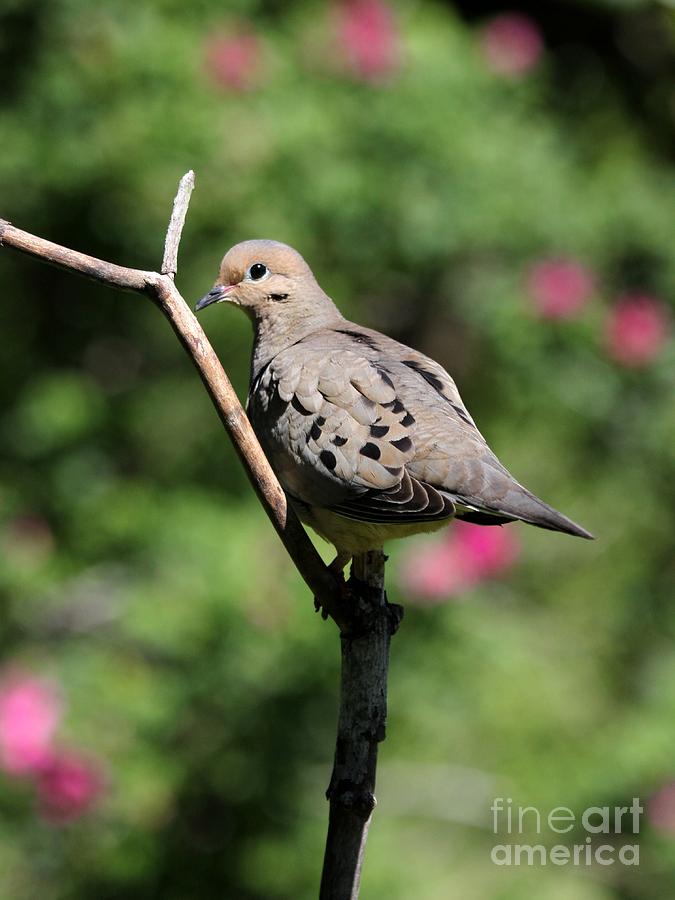 Mourning Dove #15 Photograph by Jack R Brock