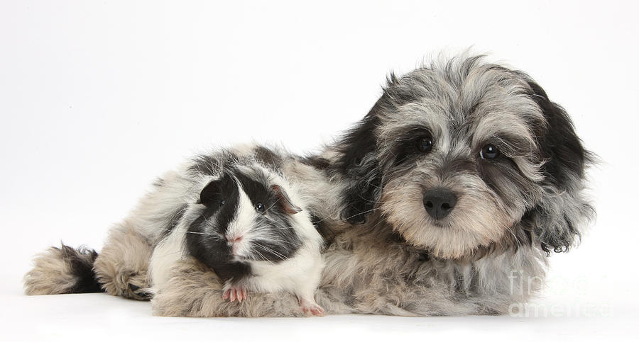Puppy And Guinea Pig #15 Photograph by Mark Taylor