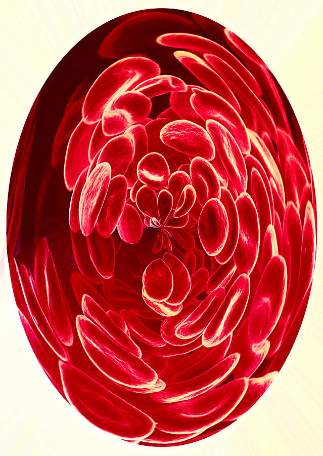 Red Blood Cells, Sem Photograph by Susumu Nishinaga - Fine Art America