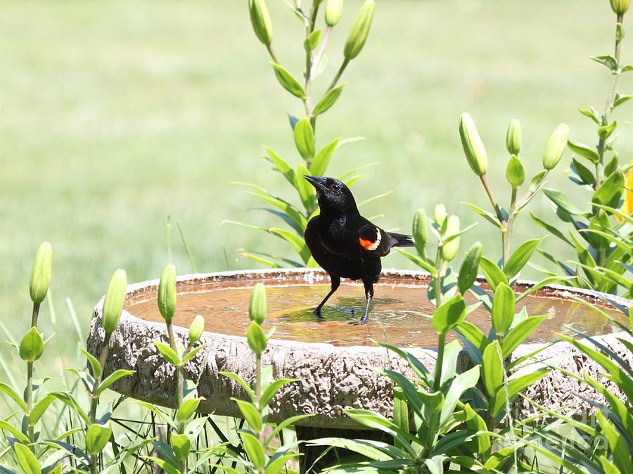 Red-winged Blackbird #15 Photograph by Jack R Brock