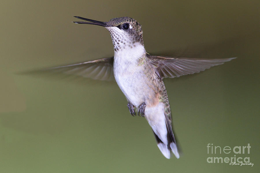 Ruby Throated Hummingbird #15 Photograph by Steve Javorsky