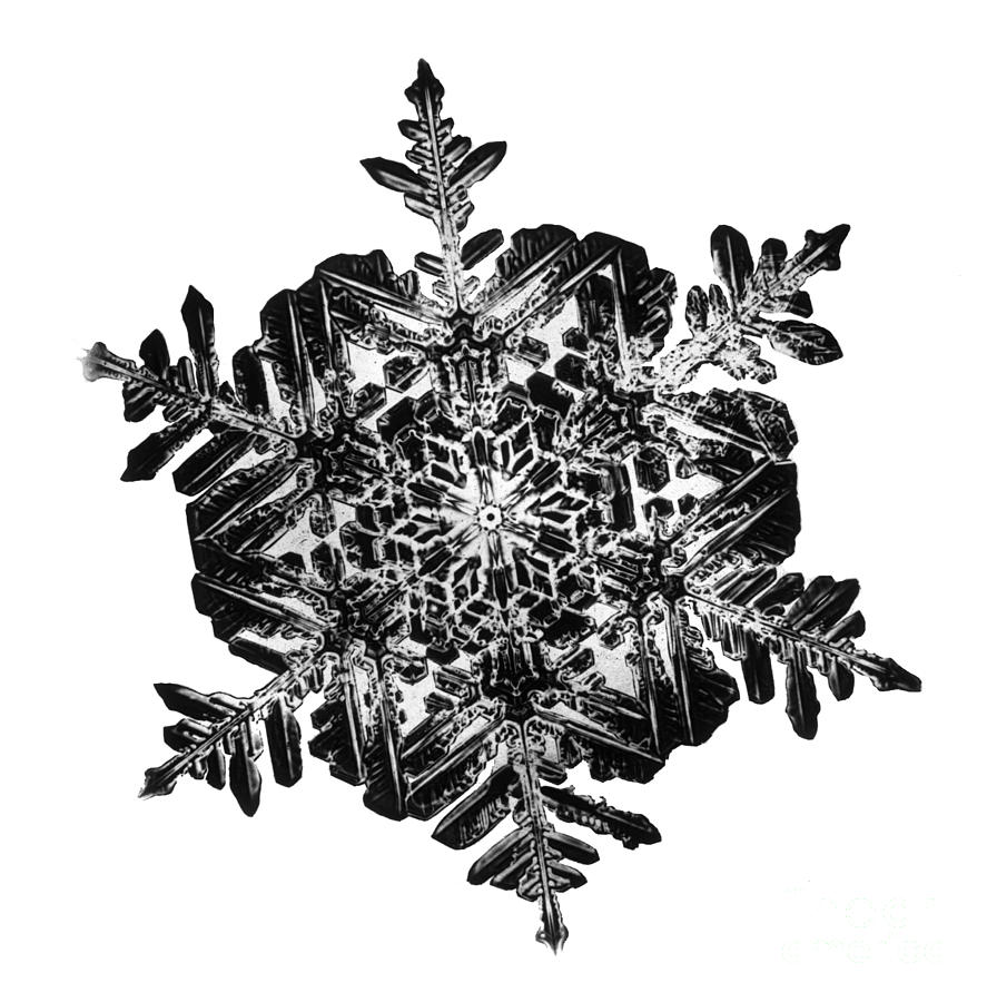 Snowflake Photograph - Snowflake #15 by Science Source