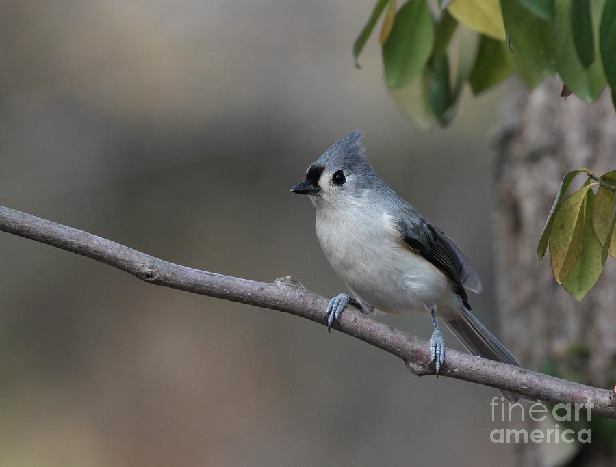 Tufted Titmouse #15 Photograph by Jack R Brock