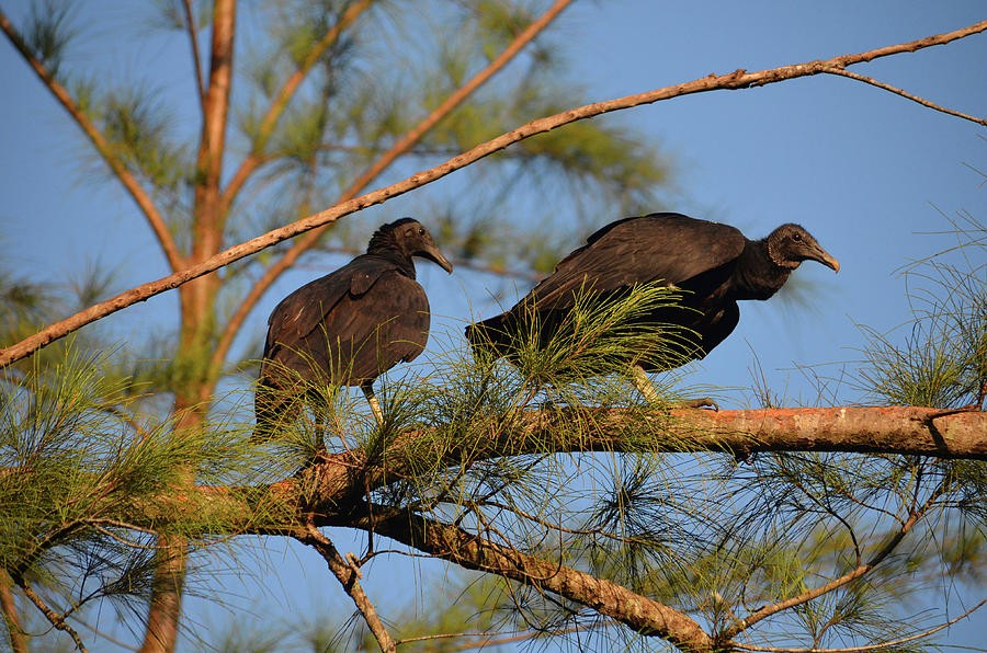 15- Turkey Vultures Photograph by Joseph Keane