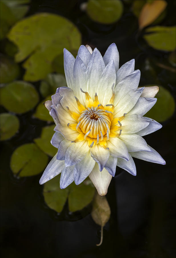 Water Lily #15 Photograph by Robert Ullmann