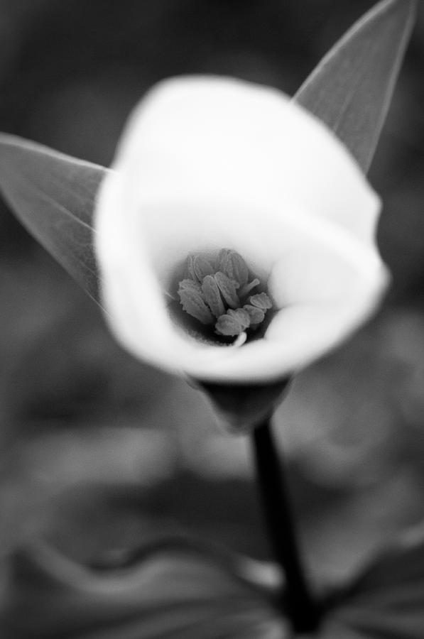 Flower Photograph - Wild Trillium #15 by The Trillium Guy