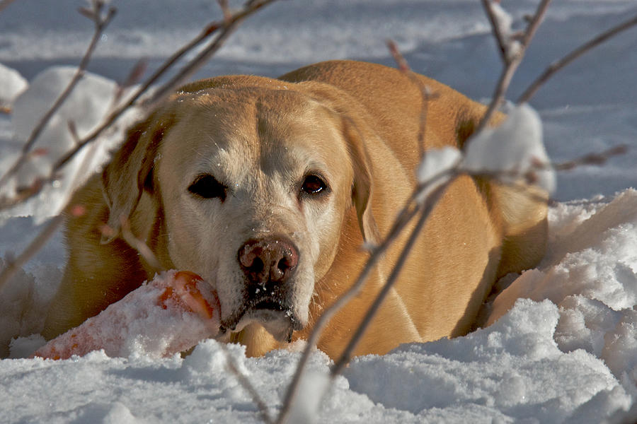 USE DISCOUNT CODE SGVVMT AT CHECK OUT Yellow Labrador Photograph by Steven Lapkin