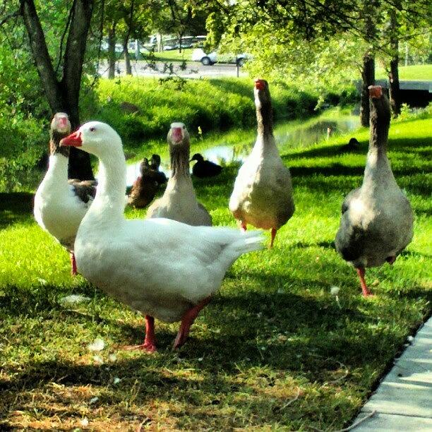 Geese Photograph - Instagram Photo #151344952691 by Becca Watters