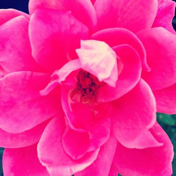 Rose Photograph - Instagram Photo #151352305173 by Laura OConnell