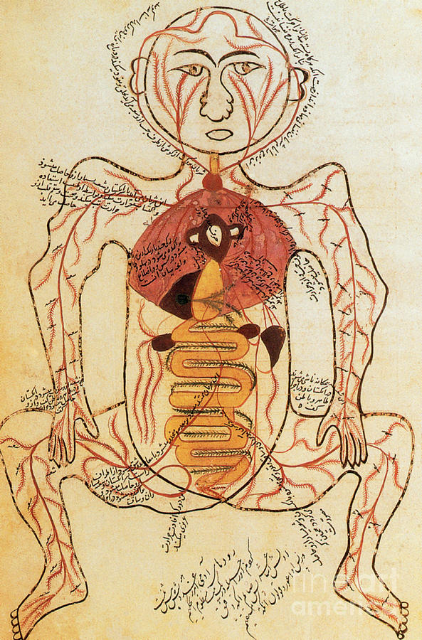 15th Century Anatomical Drawing Photograph by Photo Researchers