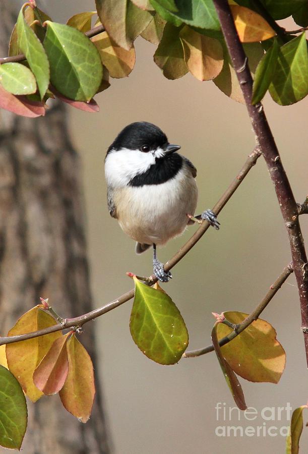 Black-capped Chickadee #16 Photograph by Jack R Brock