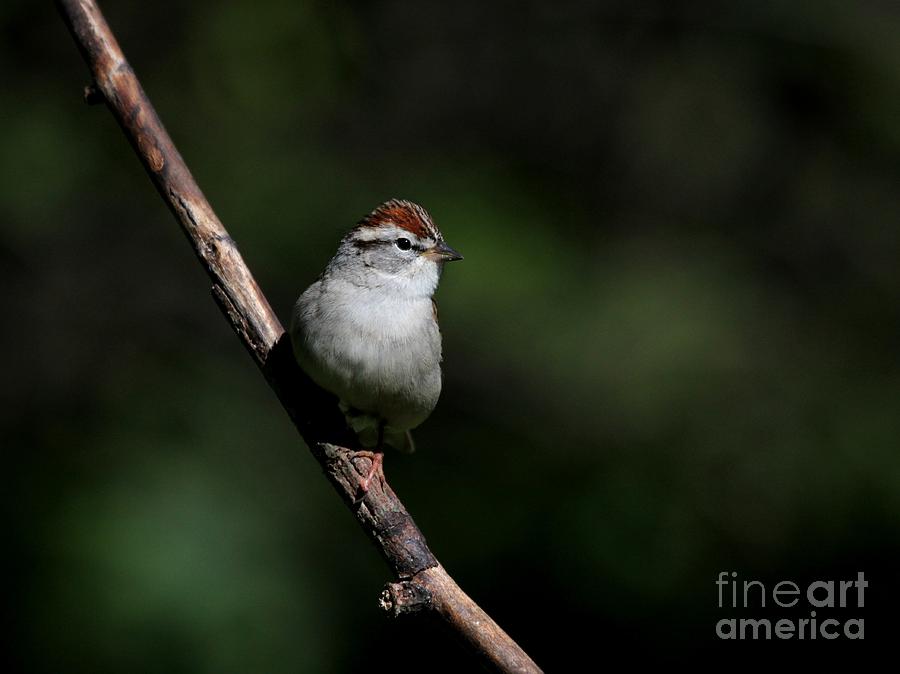 Chipping Sparrow #16 Photograph by Jack R Brock