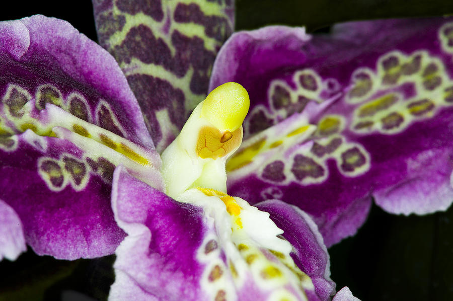 Orchid Photograph - Exotic Orchid Flower #16 by C Ribet