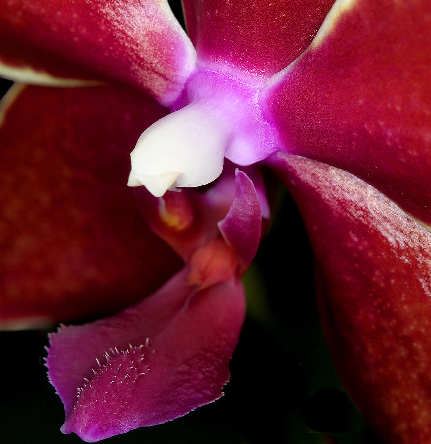 Orchid Photograph - Exotic Orchids of C Ribet #16 by C Ribet