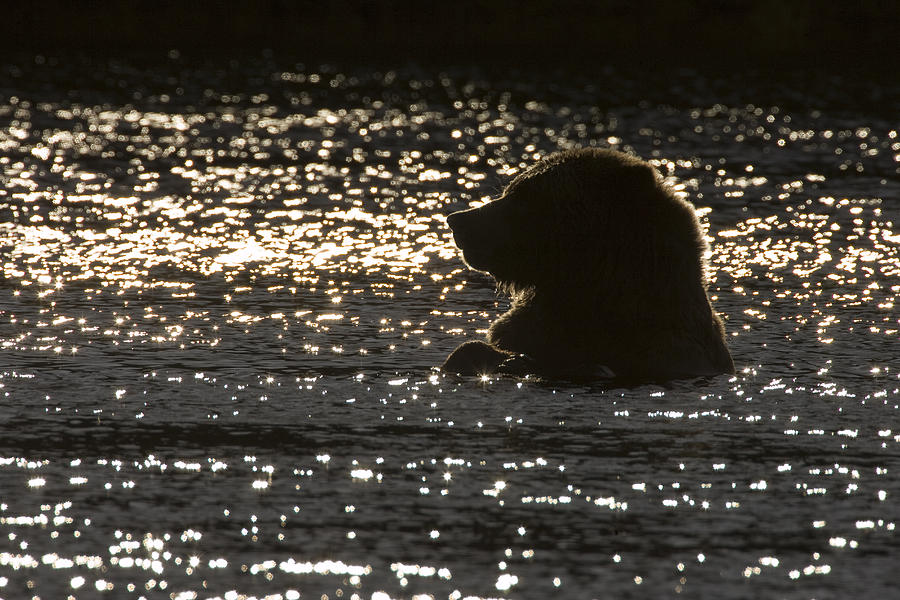 Grizzly Bear Ursus Arctos Horribilis Photograph by Matthias Breiter