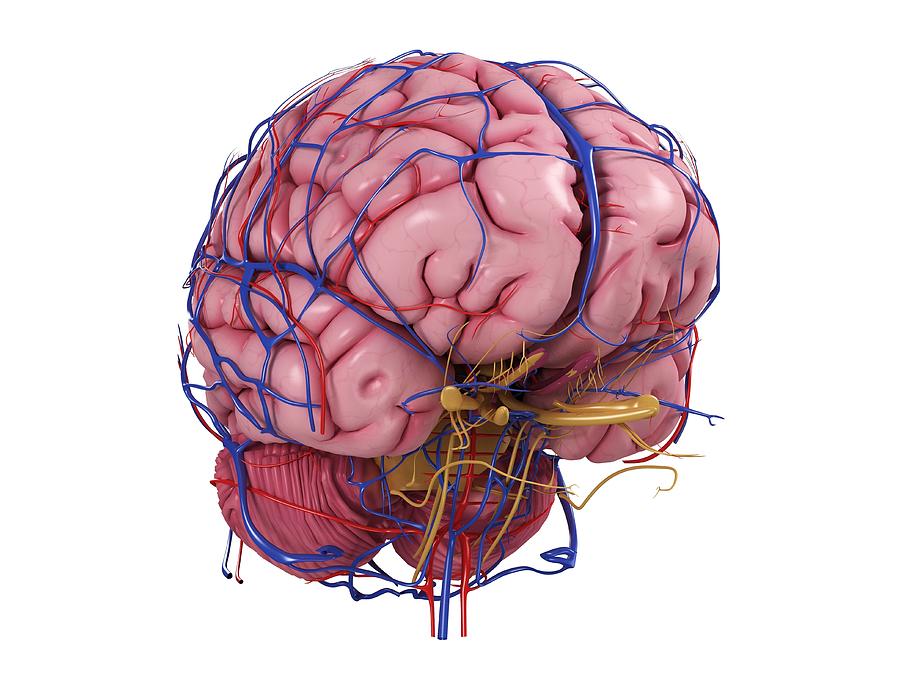 Human Brain, Artwork #16 Digital Art by Sciepro