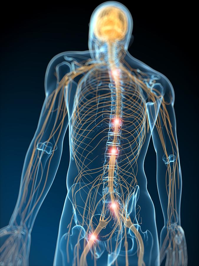 Human Nervous System, Artwork Photograph by Sciepro