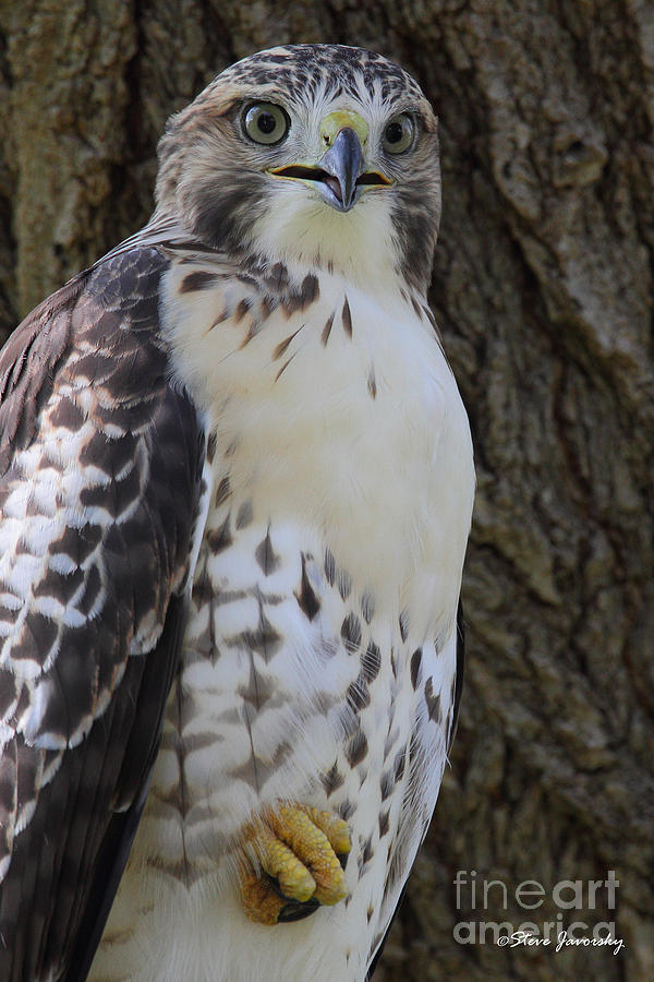 Immature Red Tail Hawk #16 Photograph by Steve Javorsky