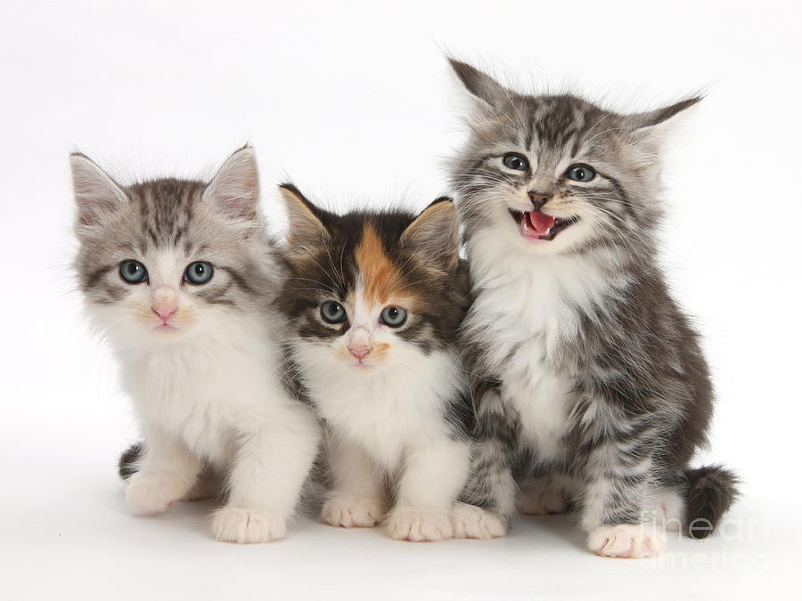 Animal Photograph - Kittens #16 by Mark Taylor