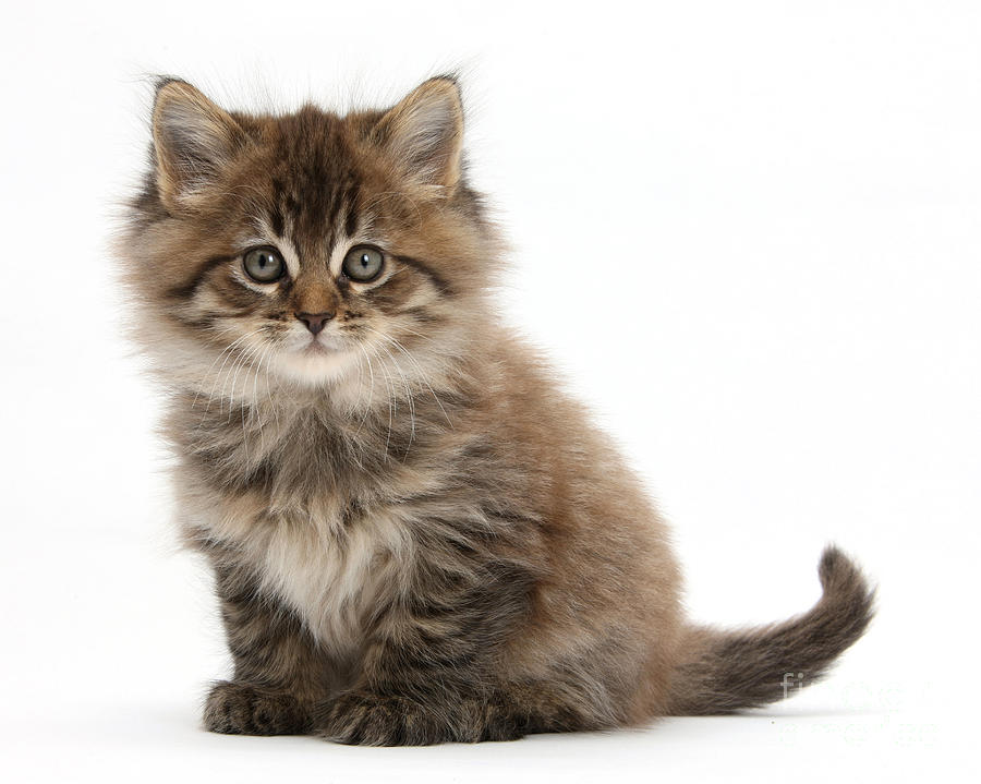 Maine Coon Kitten Photograph by Mark Taylor - Fine Art America