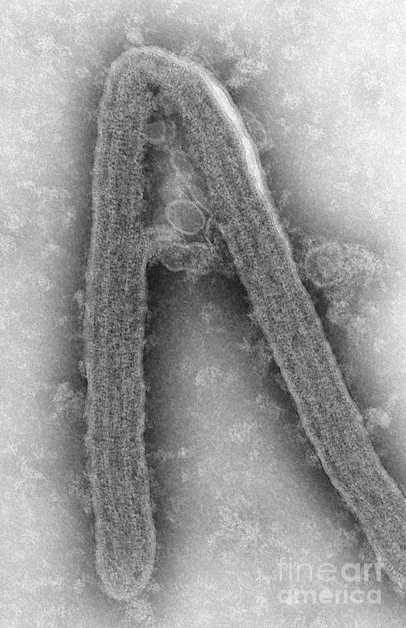 Marburg Virus, Tem #16 Photograph by Science Source